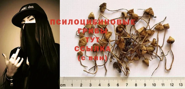 крисы Козельск